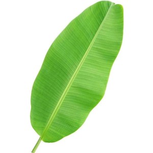 Banana Leaf 60Pcs (Air)